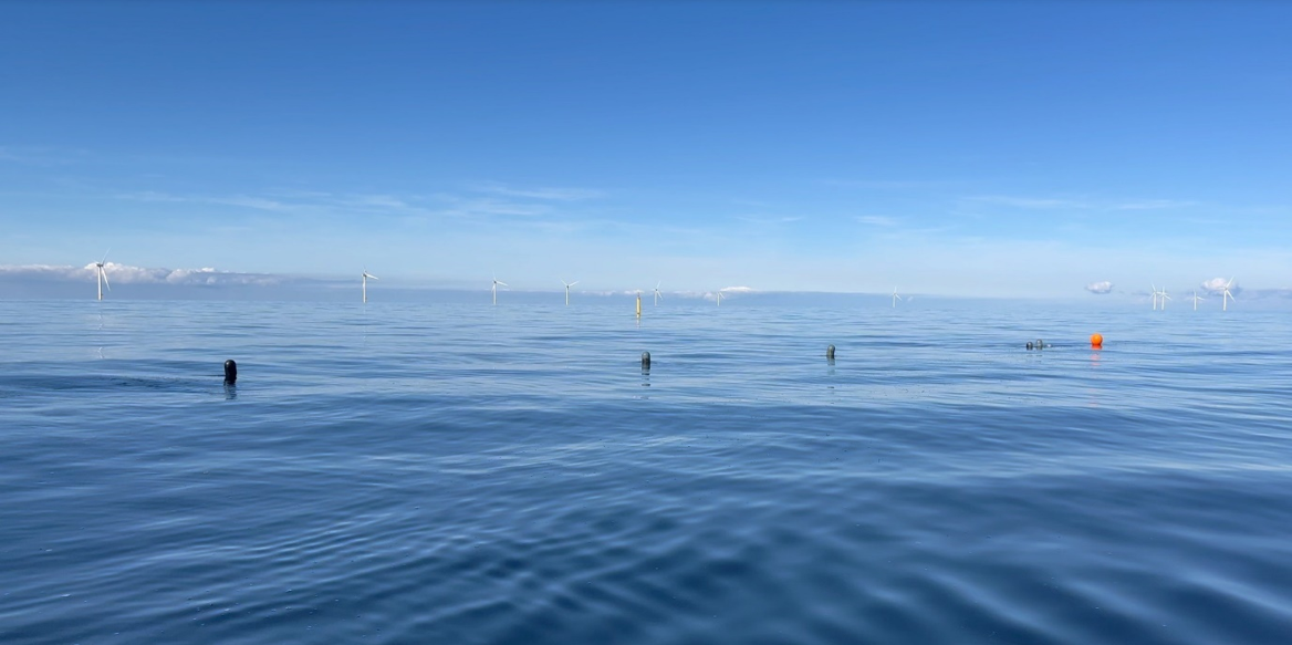 Anden udsætning af tang ved Danske Kriegers Flak