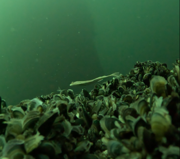 DTU Aqua indsamler marine data med ny metode